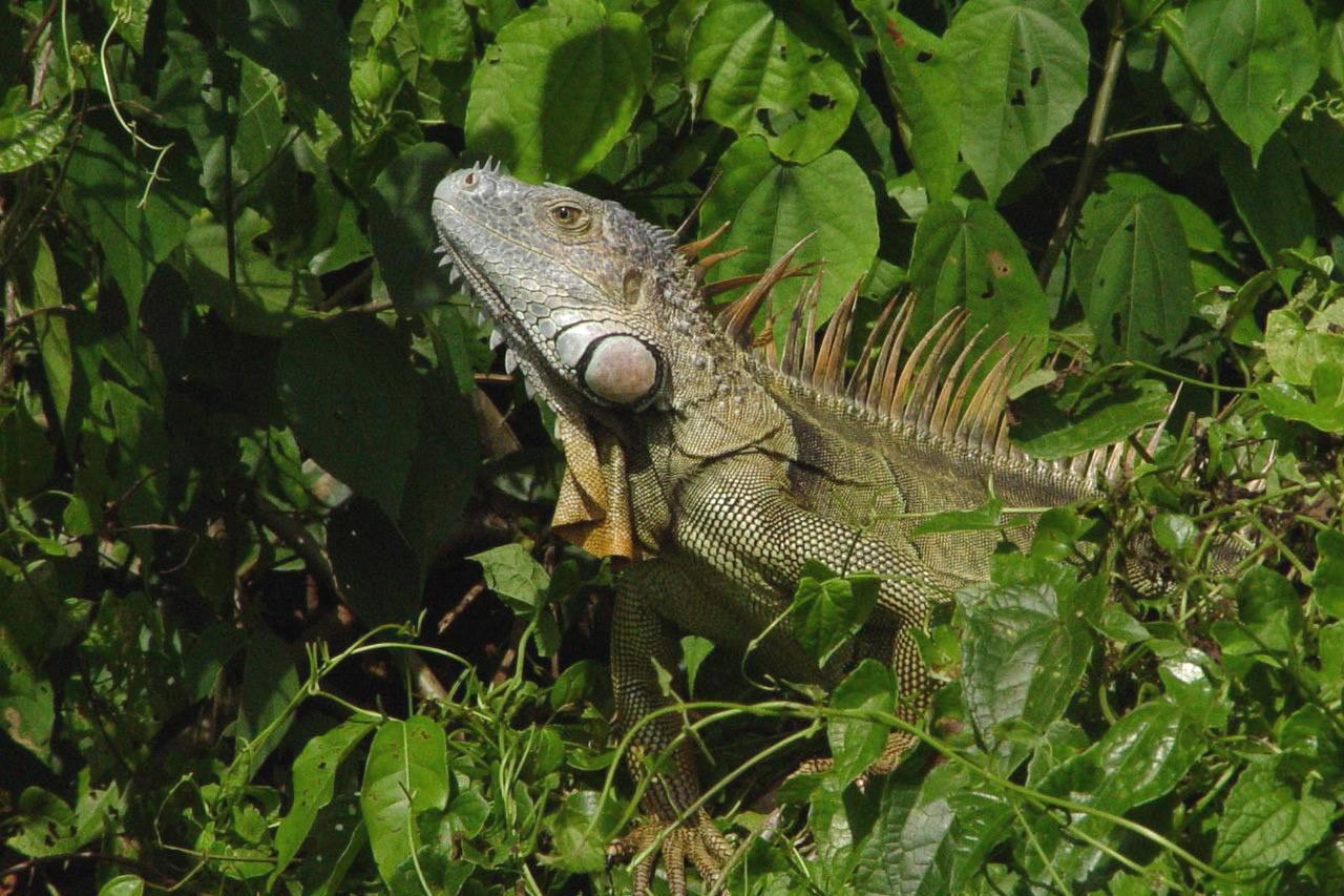 Anaconda Amazon Island Villa Manaus Esterno foto