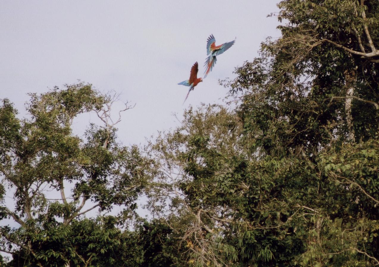 Anaconda Amazon Island Villa Manaus Esterno foto