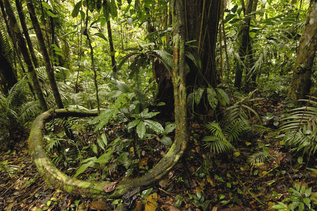 Anaconda Amazon Island Villa Manaus Esterno foto